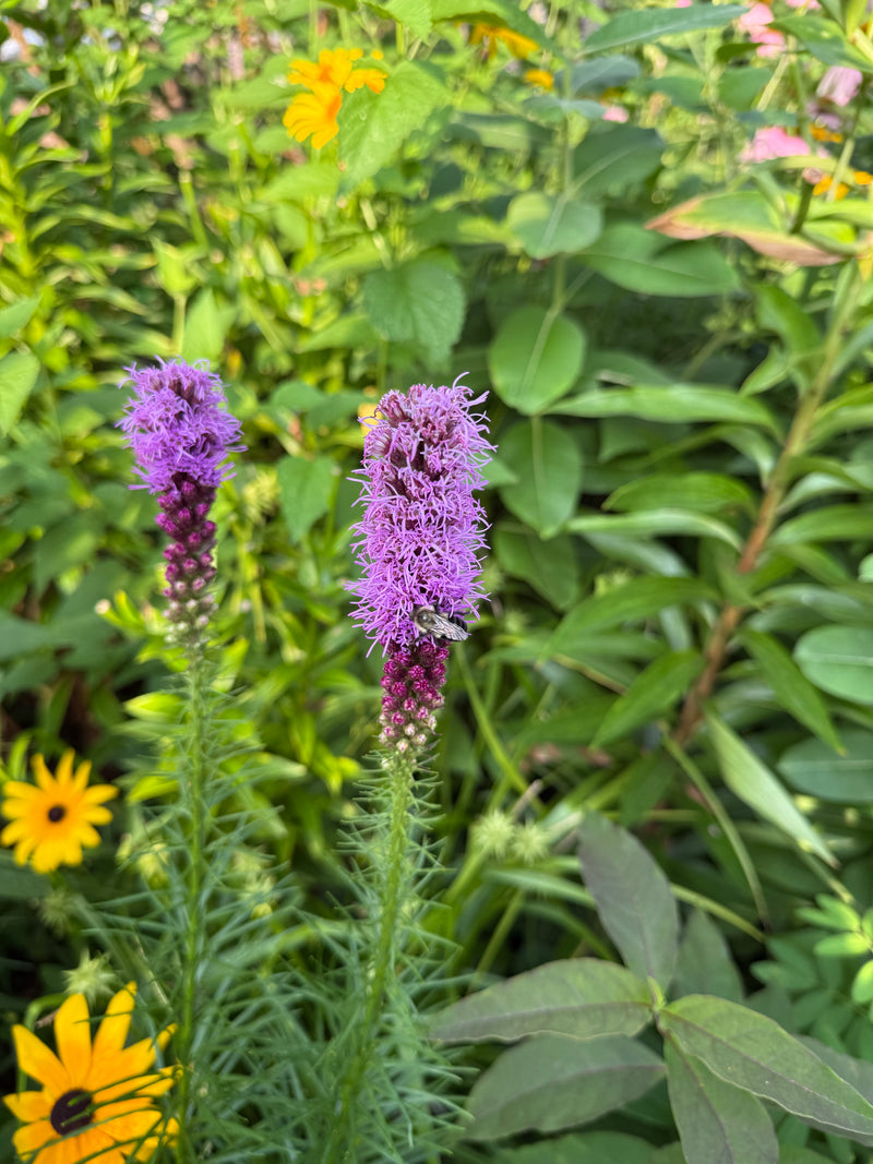 Purple flowers with green leaves and yellow flowers in the background