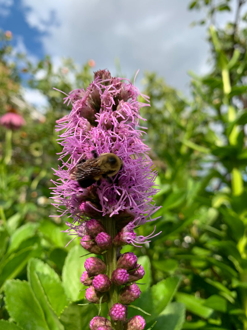 Purple flower with a bumblebee on it, surrounded by green leaves.
