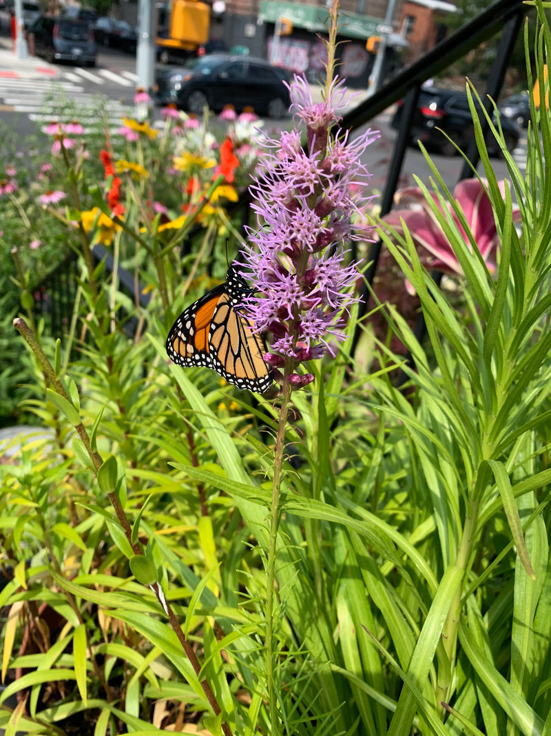 Monarch Butterfly on a purple flower with a blurred urban background