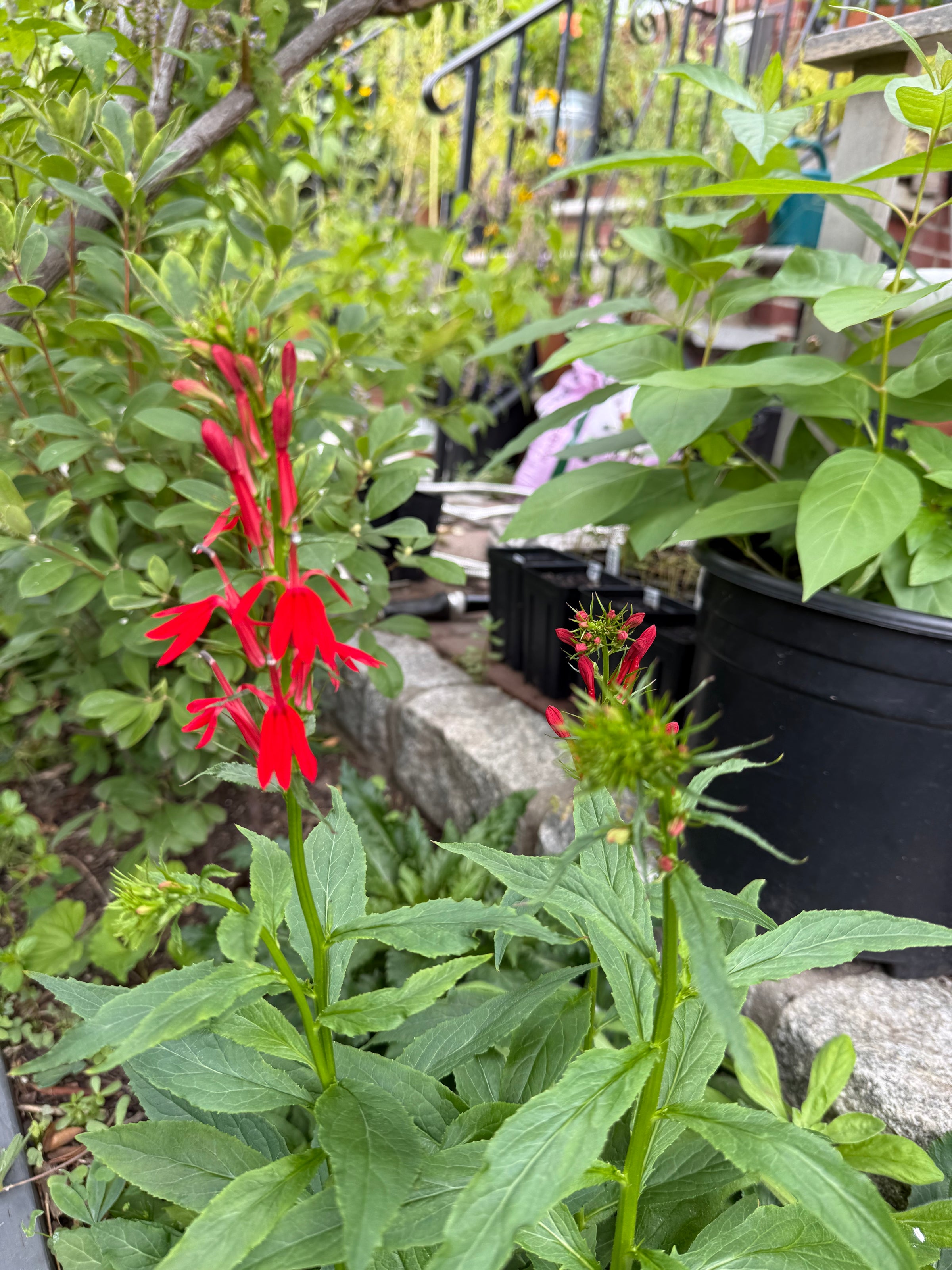 Potted Native Plants (various species, local Astoria, NY pickup only)