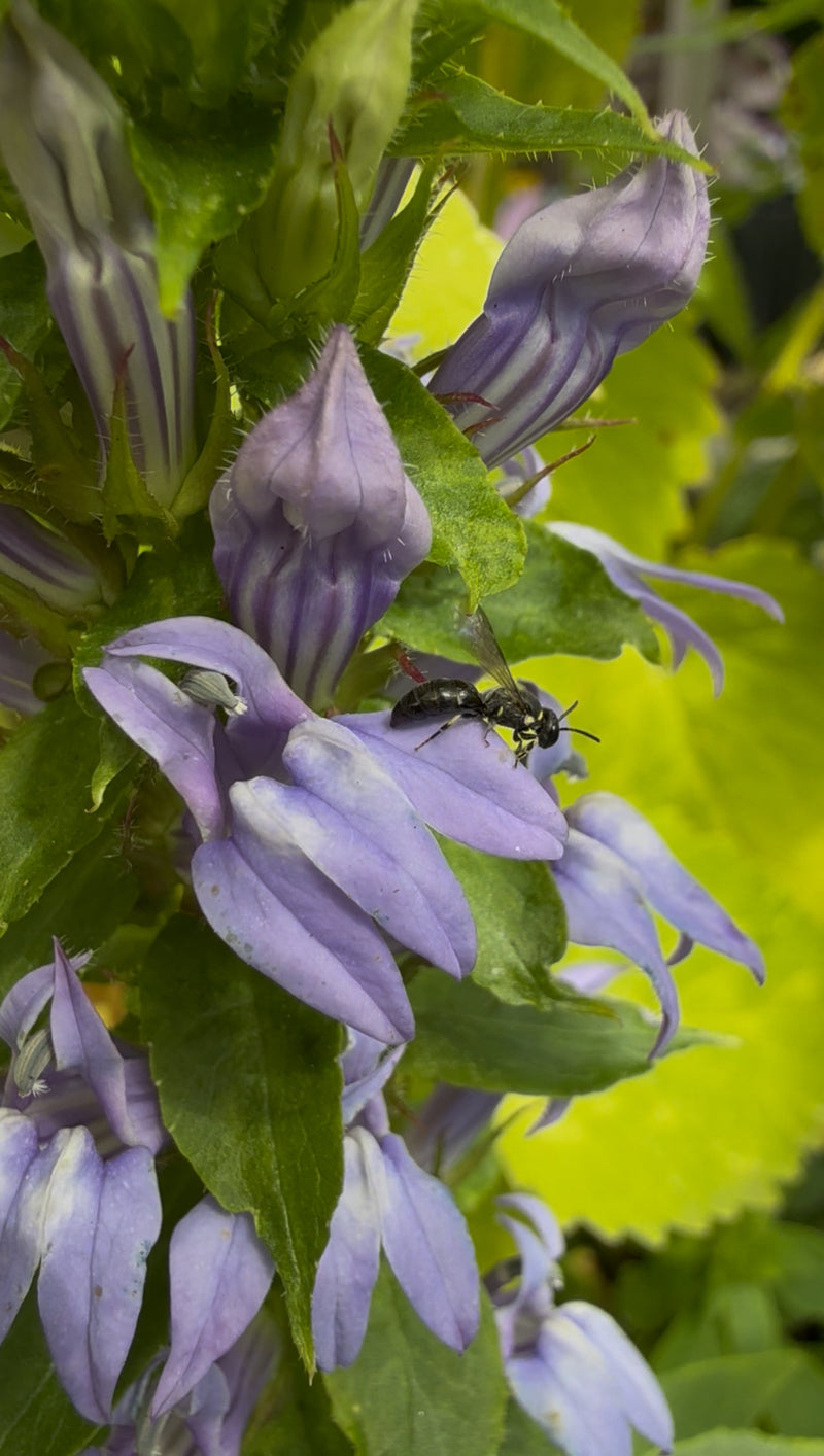 Purple flowers with a Yellow-Faced Bee on a green background
