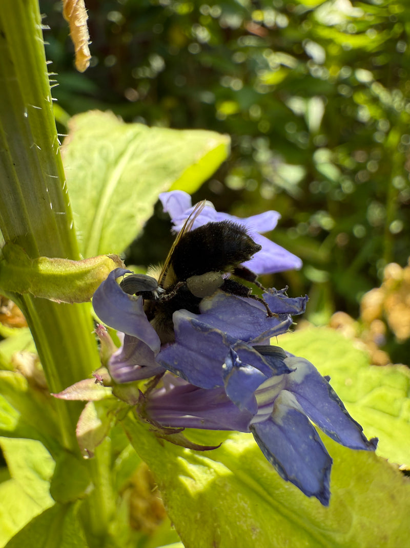 Bumblebee on a purple flower with green leaves in the background