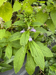 Close-up of green leaves with small purple flowers in a natural setting