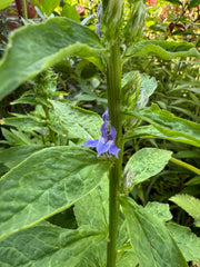 Close-up of a purple flower among green leaves