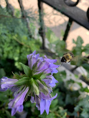 Bee hovering over a purple flower with a blurred background