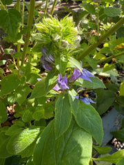 Bees on purple flowers among green leaves