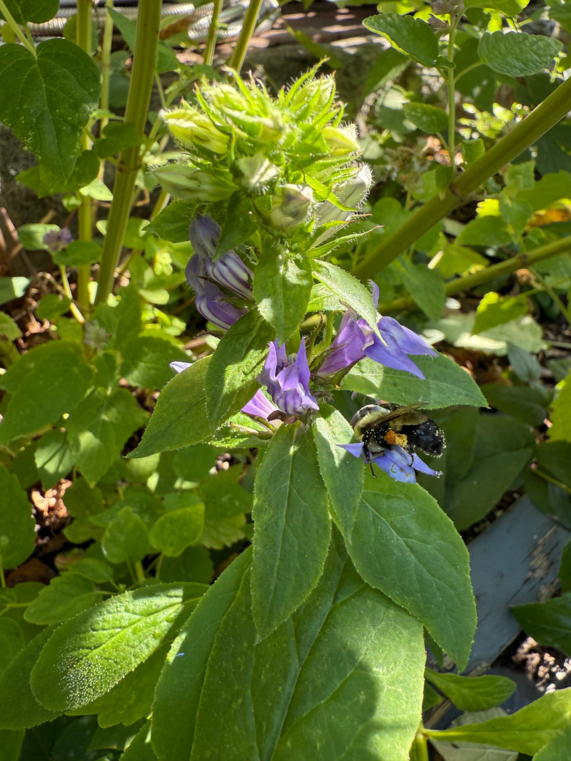 Bees on purple flowers among green leaves