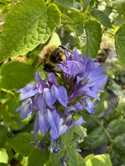 Bumblebee on a purple flower surrounded by green leaves