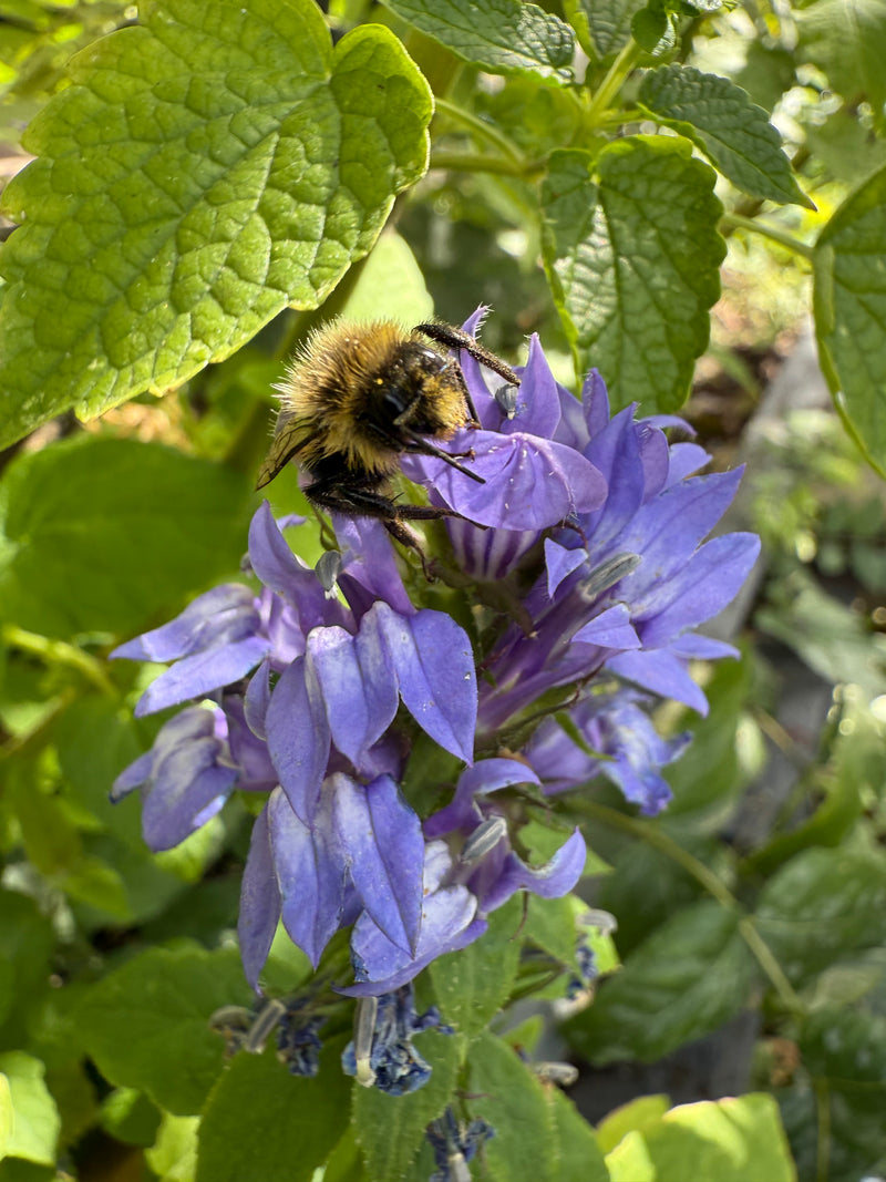 Bumblebee on a purple flower surrounded by green leaves