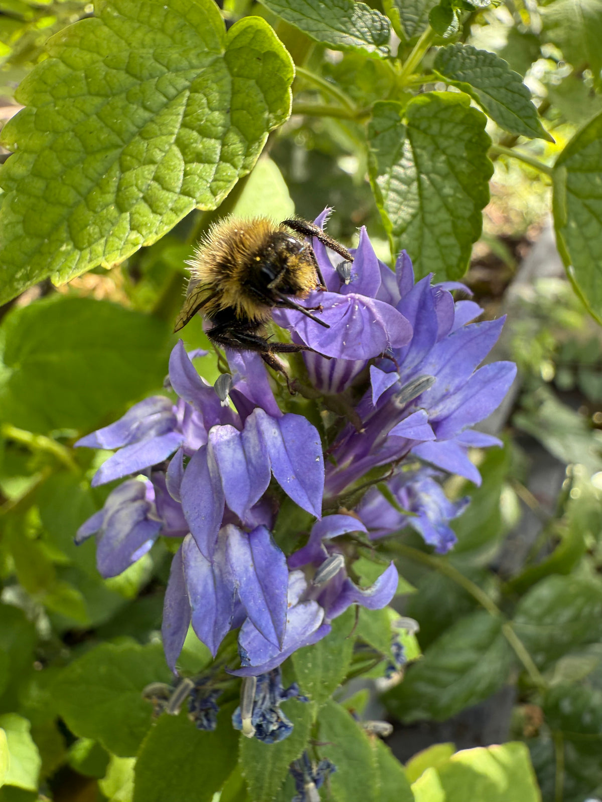 plant_lobelia_siphilitica_grea