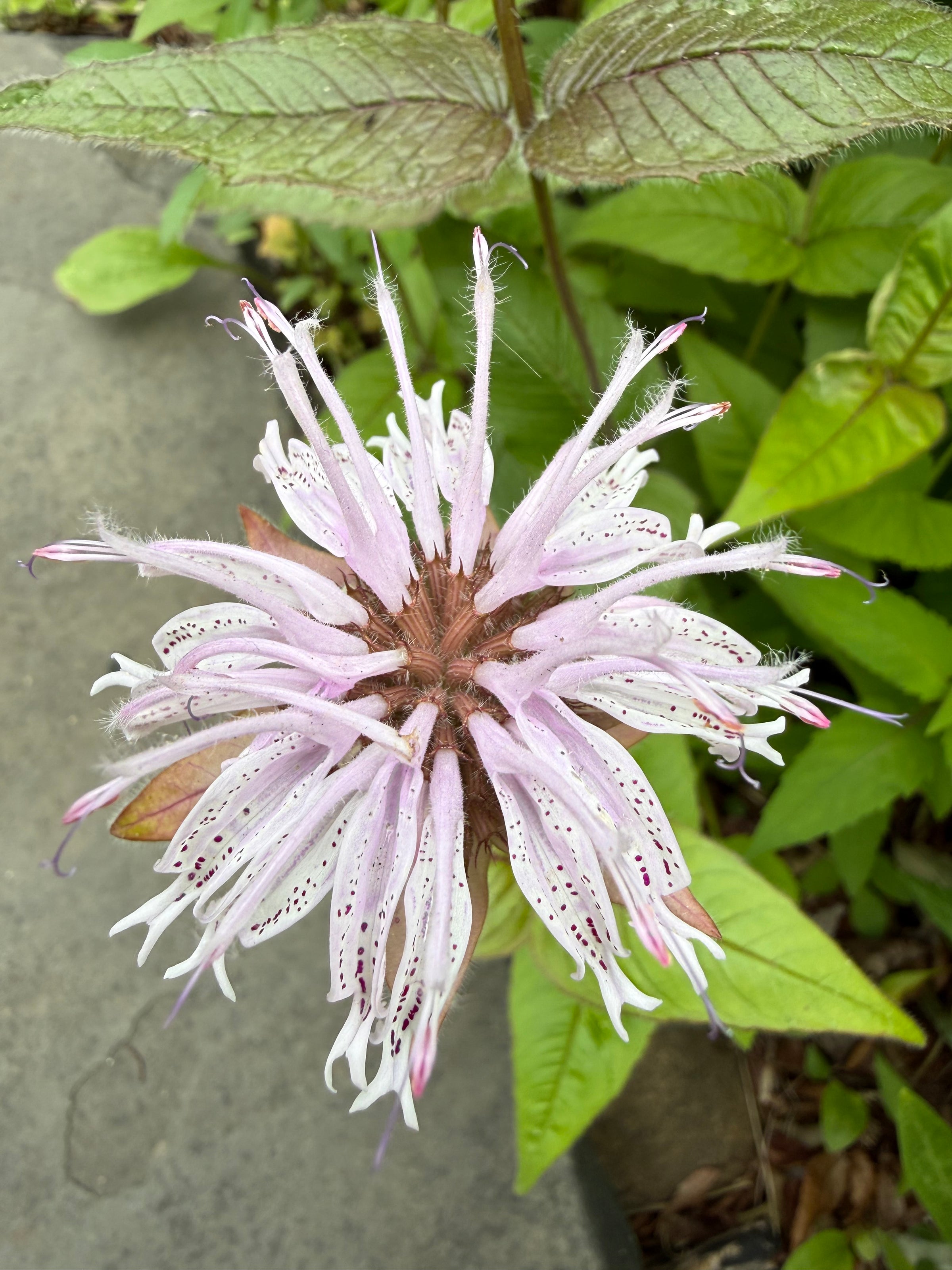 Potted Native Plants (various species, local Astoria, NY pickup only)