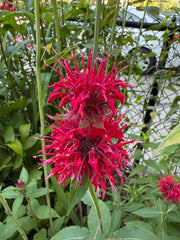 Close-up of a vibrant red flower with green leaves in the background