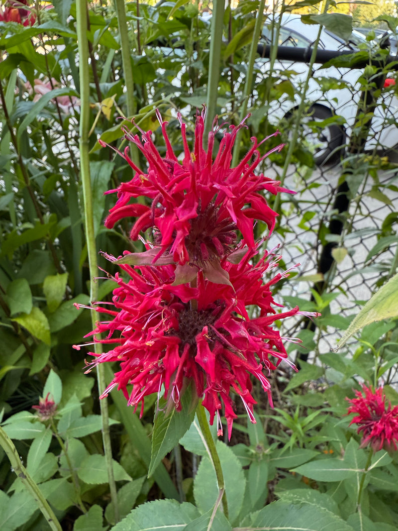Close-up of a vibrant red flower with green leaves in the background