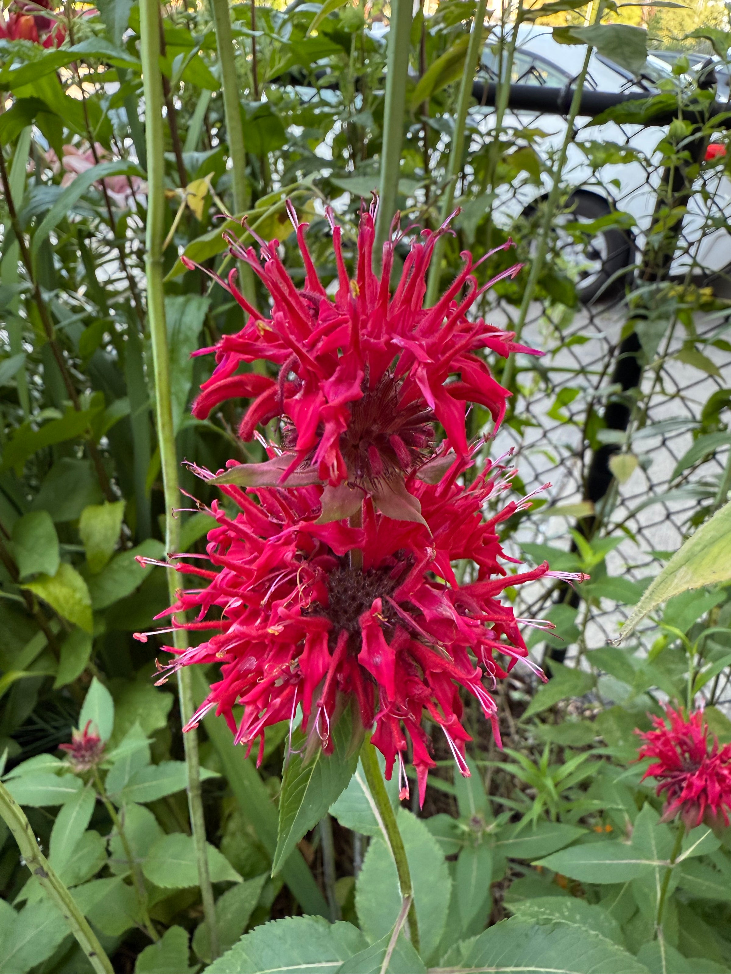 Potted Native Plants (various species, local Astoria, NY pickup only)