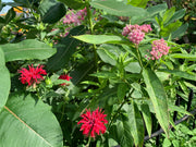 Pink and red flowers with green leaves in a natural setting