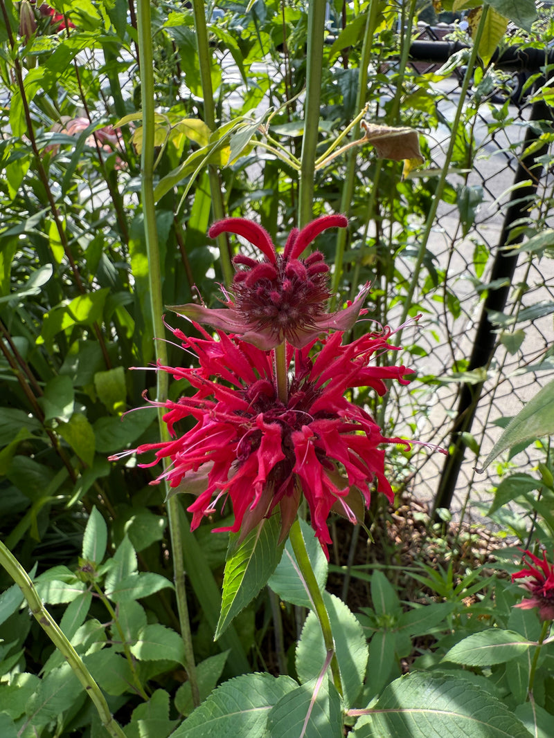 Red flower with green leaves in a natural setting