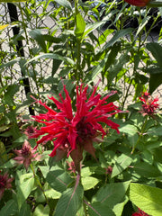 Red flower with green leaves in a natural setting