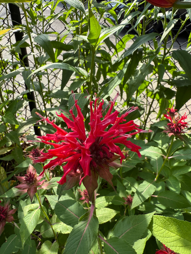Red flower with green leaves in a natural setting