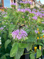 Bumblebee on a purple flower with green leaves in the background
