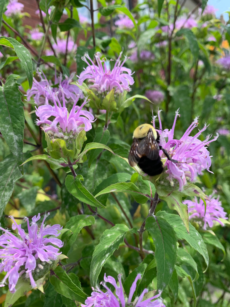 Bumblebee on a purple flower surrounded by green leaves