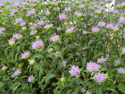 A sea of purple flowers with green leaves
