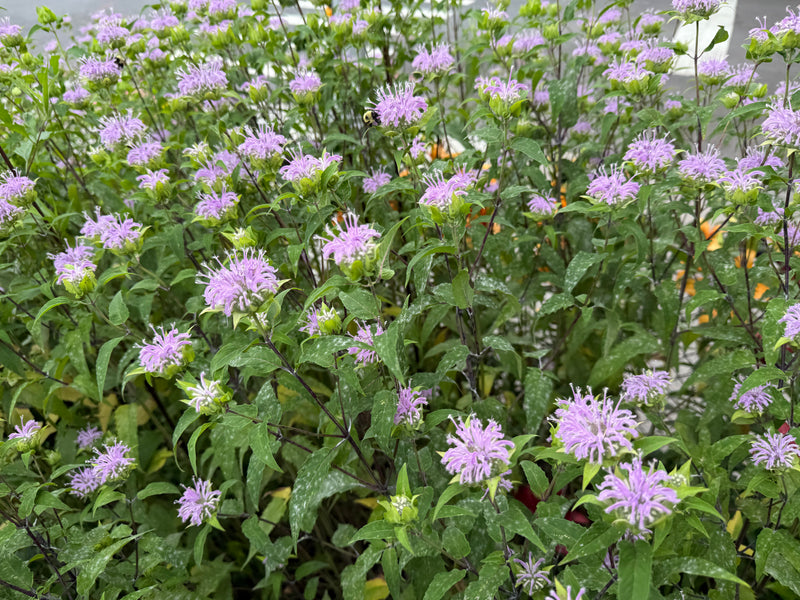 A sea of purple flowers with green leaves