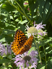 Butterfly on a purple flower with green leaves in the background