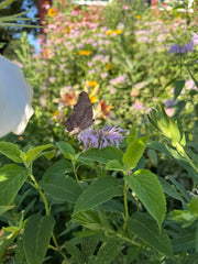 Butterfly on a purple flower with green leaves and blurred flowers in the background