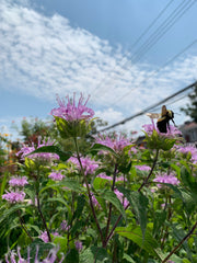 Bee on a purple flower with a blue sky background