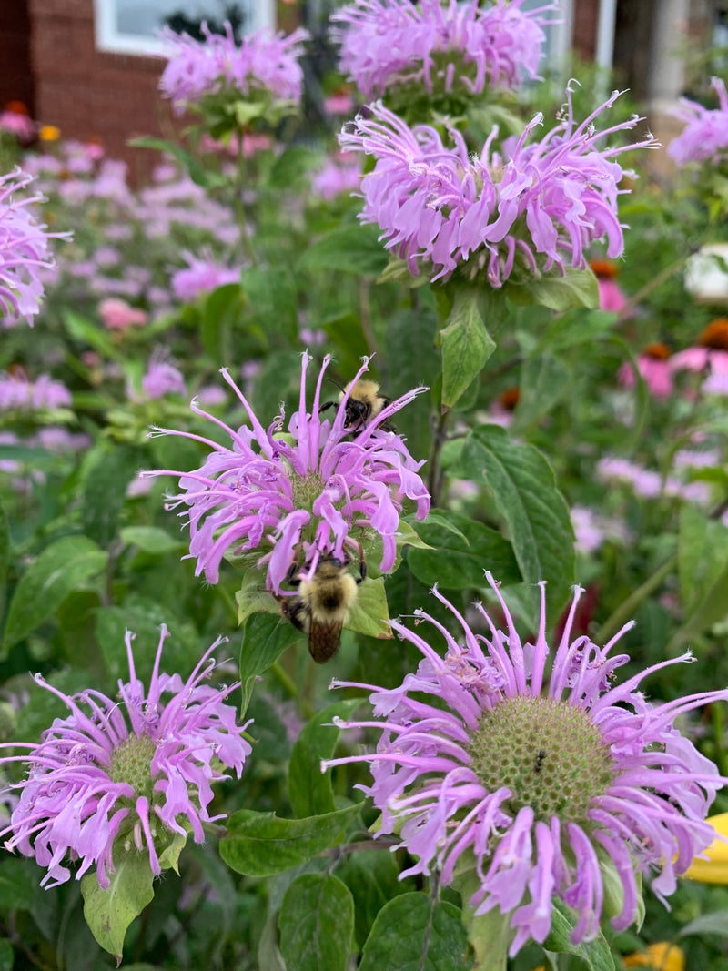 Purple flowers with bumblebees on a green plant