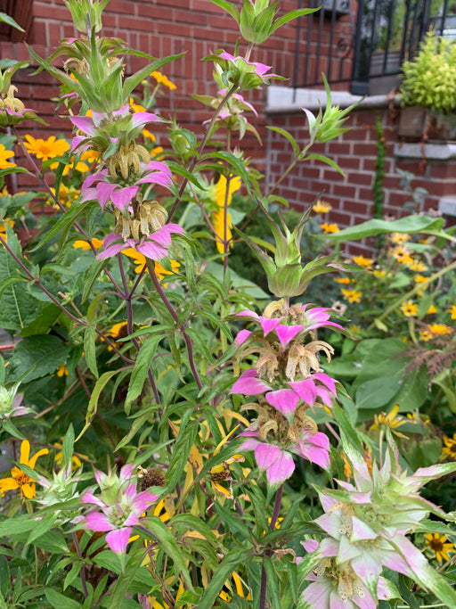 Floral garden with pink flowers and green leaves in front of a brick wall.