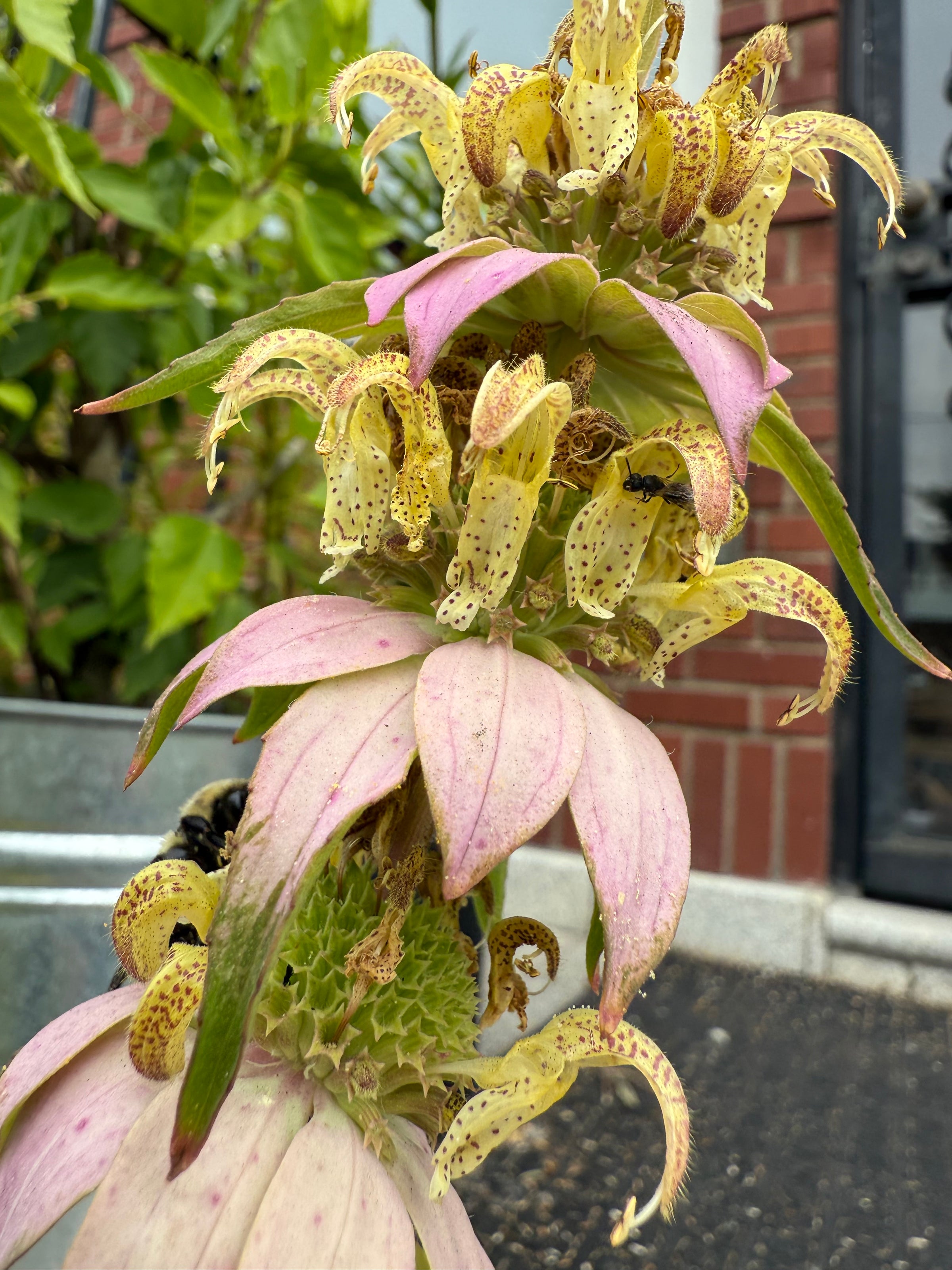 Potted Native Plants (various species, local Astoria, NY pickup only)
