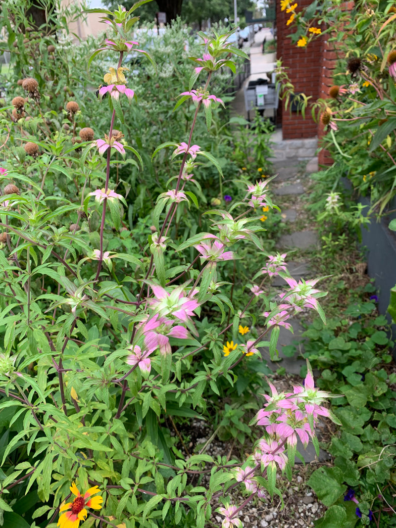 Pink flowers with green leaves in a garden setting
