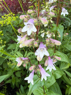 Close-up of white and pink flowers with green leaves in the background