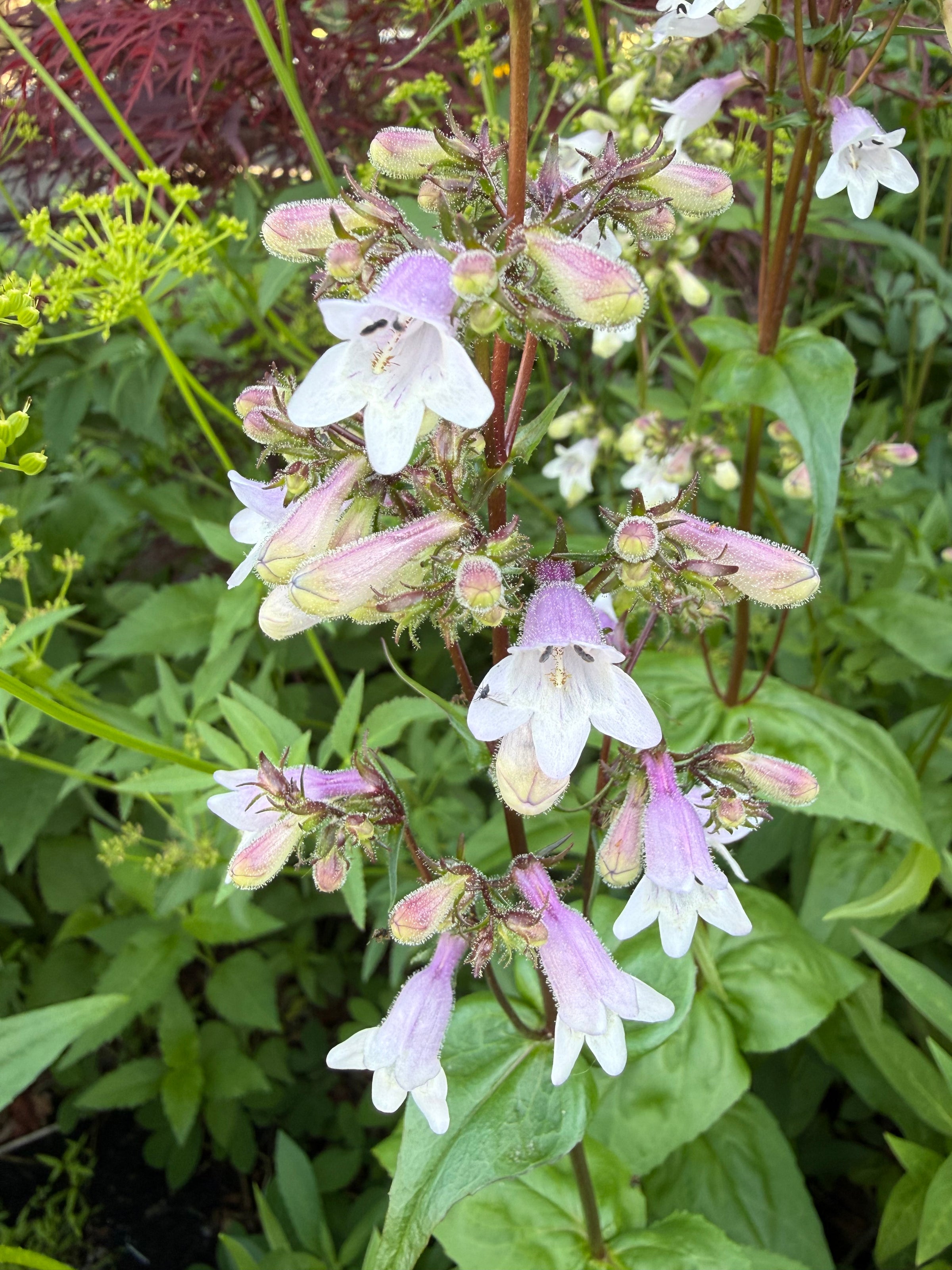 Close-up of white and pink flowers with green leaves in the background