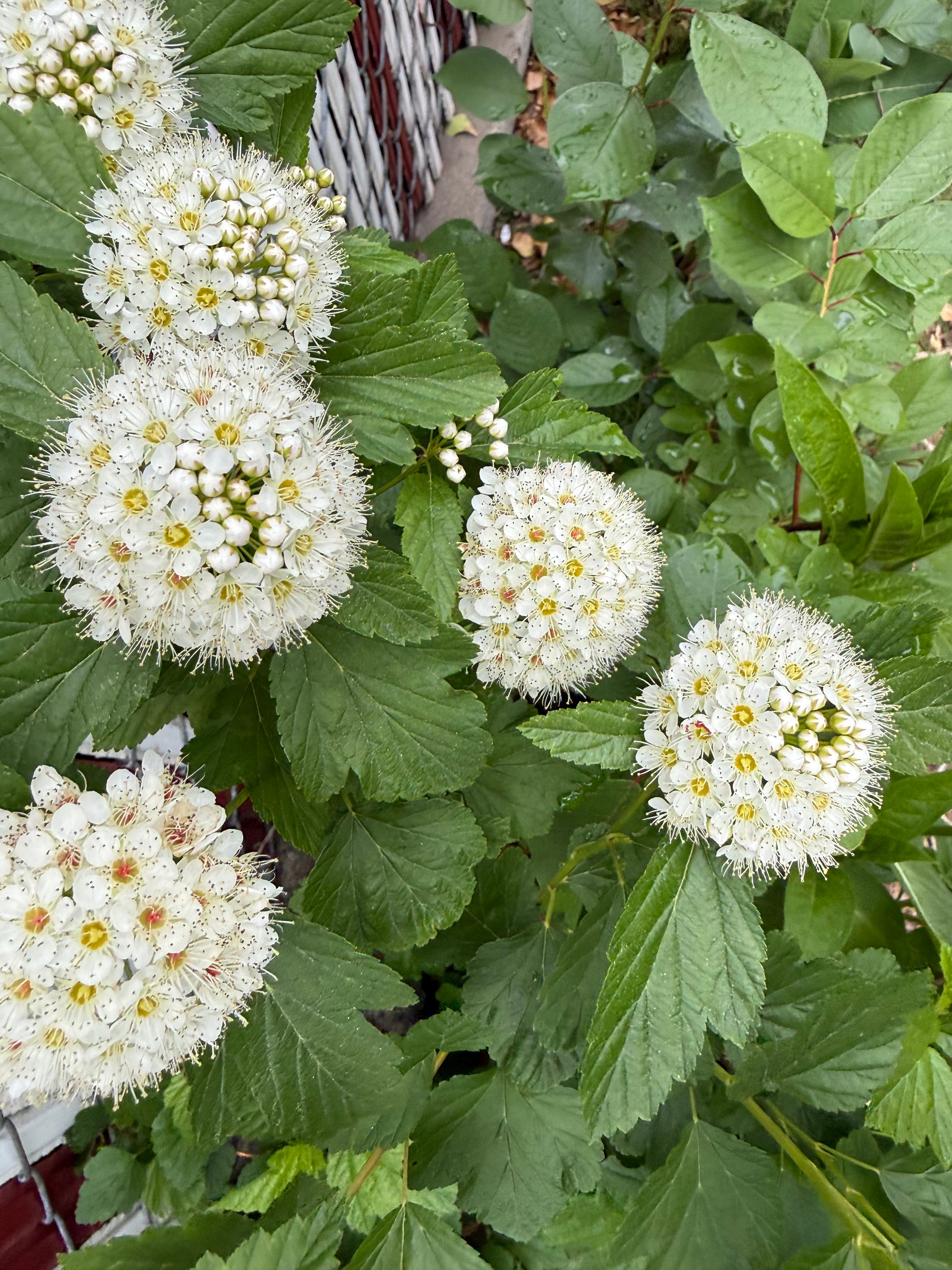 Potted Native Plants (various species, local Astoria, NY pickup only)