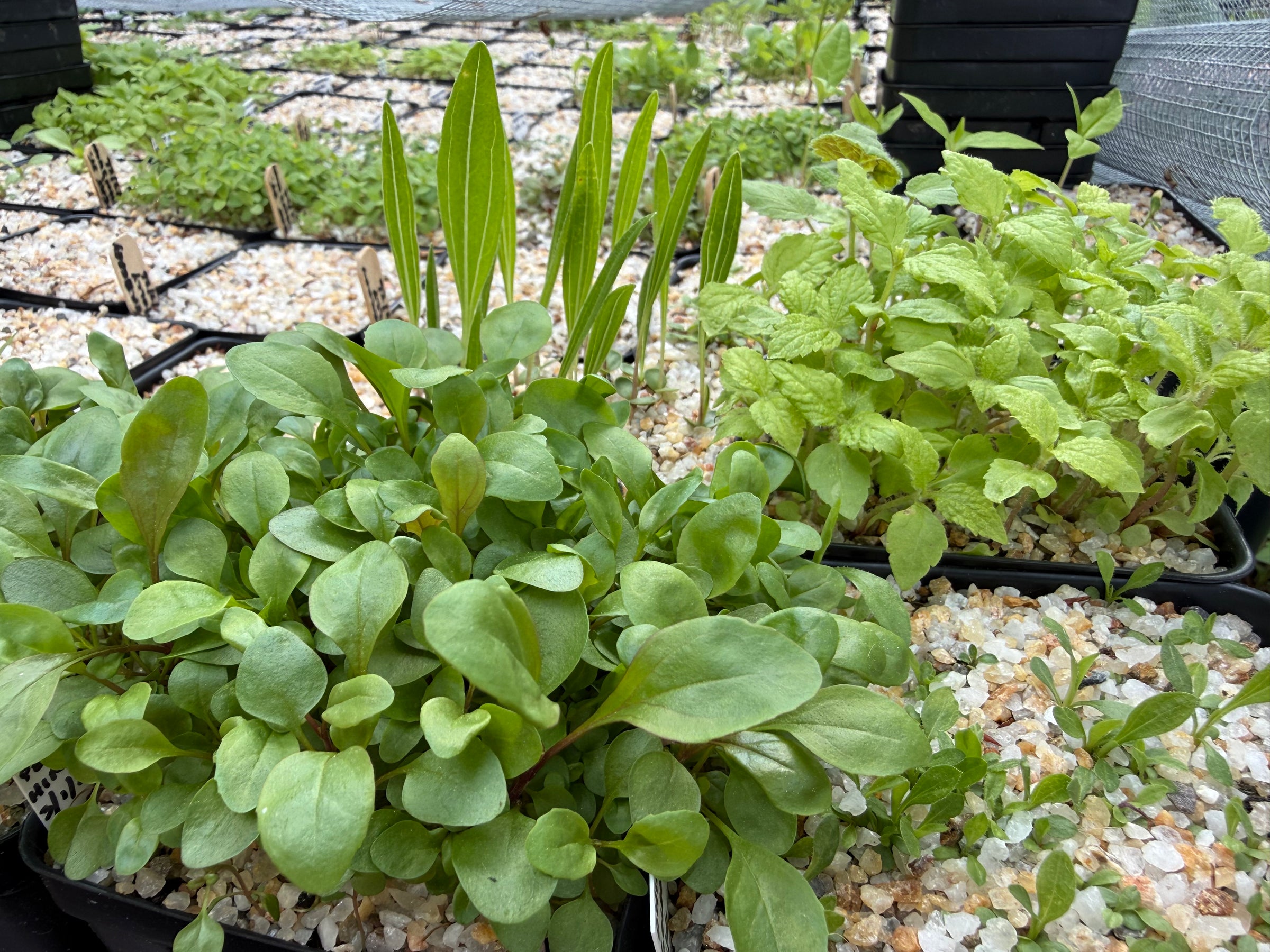 Potted Native Plants (various species, local Astoria, NY pickup only)