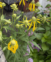 Yellow flowers with green leaves in a garden setting