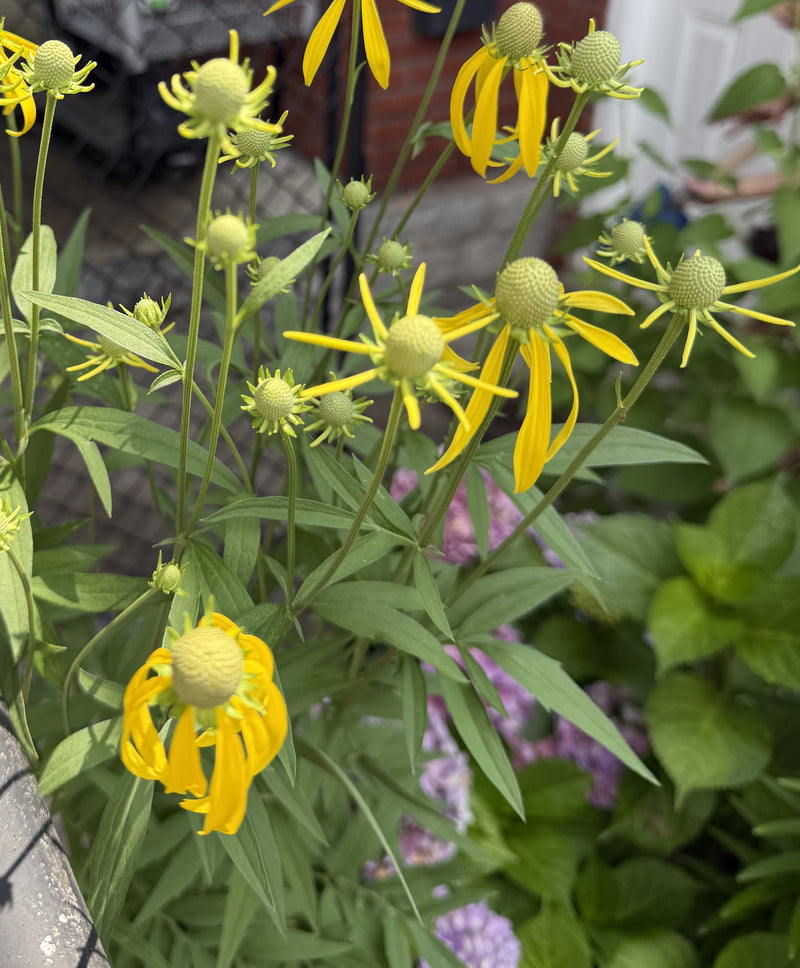 Yellow flowers with green leaves in a garden setting