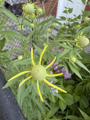 Green flower with yellow center in a garden setting