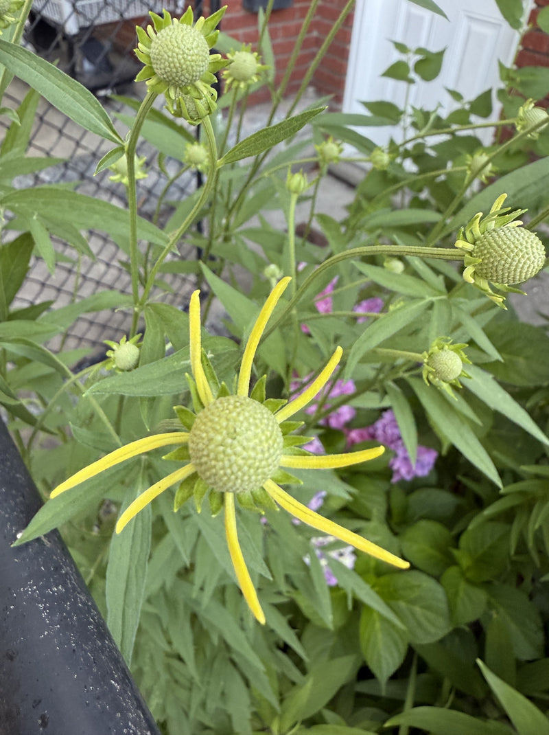 Green flower with yellow center in a garden setting