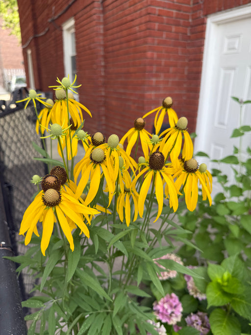 Yellow flowers in a pot with a brick building in the background
