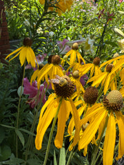 Close-up of yellow flowers with green leaves and blurred background