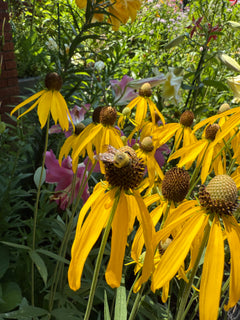 Close-up of yellow flowers with green leaves and blurred background