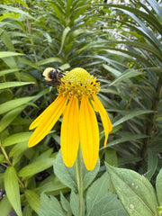 Bee on a yellow flower surrounded by green leaves