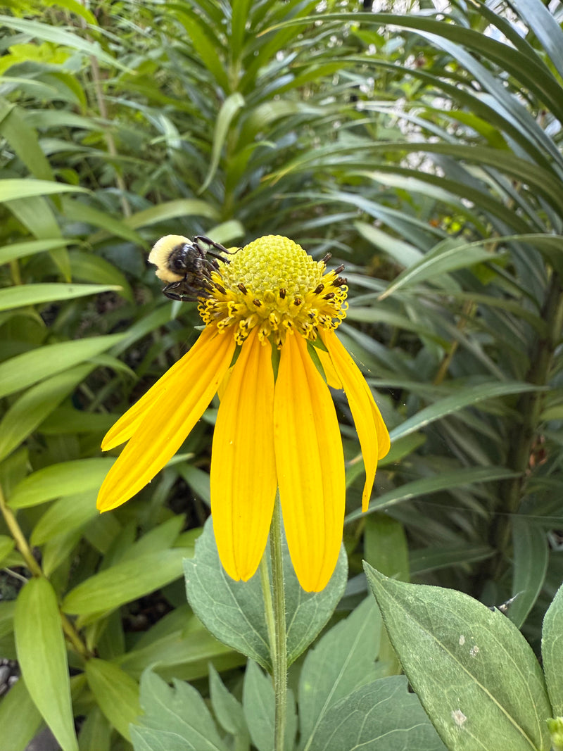 Bee on a yellow flower surrounded by green leaves