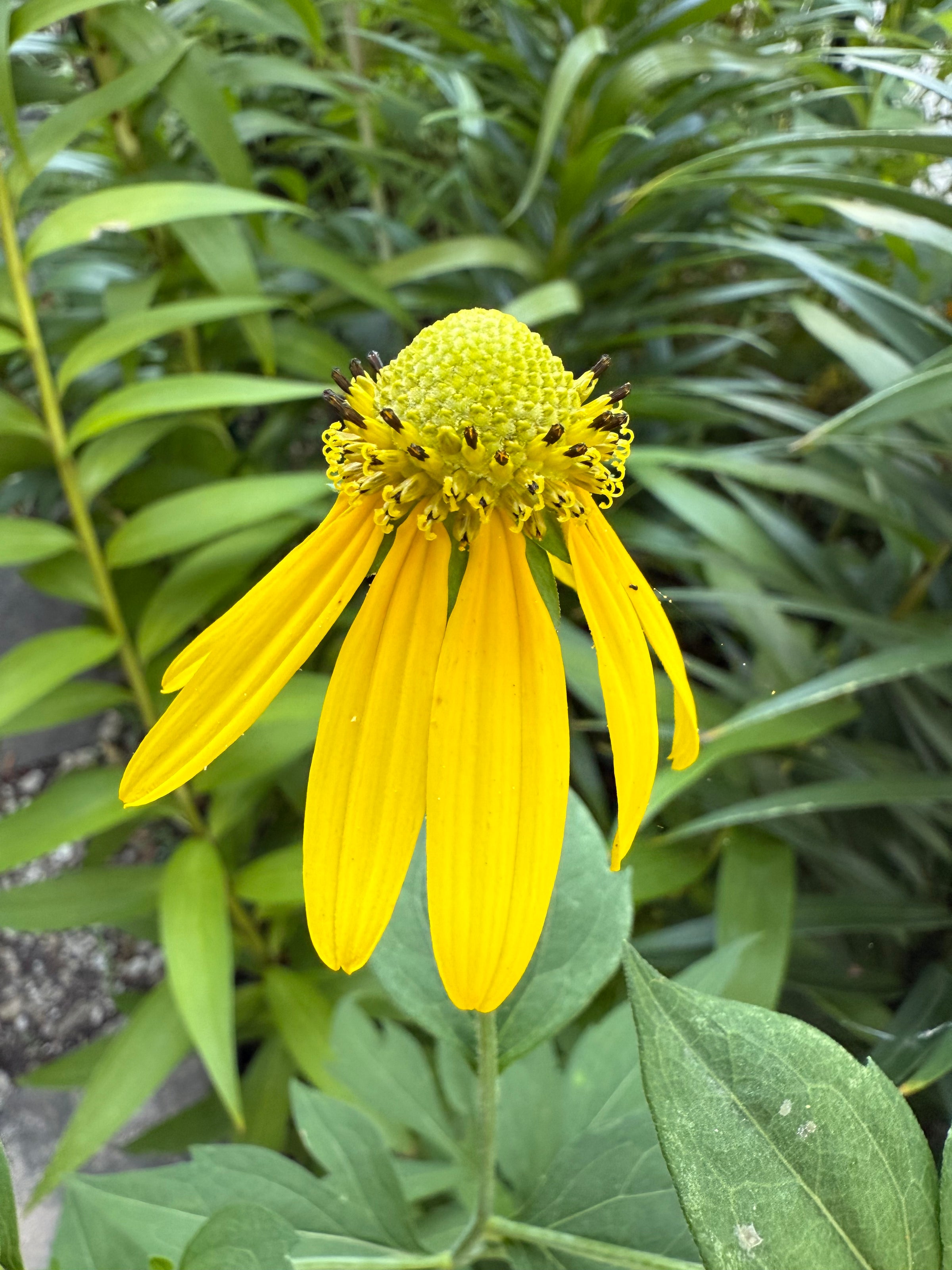 Yellow flower with green leaves in the background