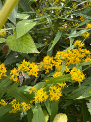 Yellow flowers with a bee on green leaves