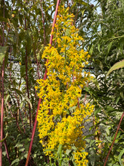 Yellow flowers with green leaves in the background