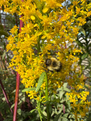 Bee on yellow flowers with green leaves in the background